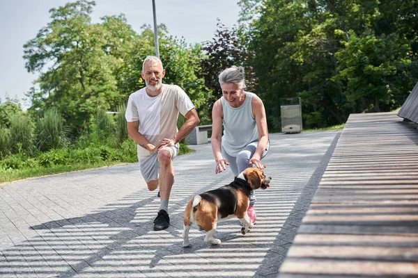 Seniorengattinnen machen Ausfallschritte und schauen ihren Beagle-Hund beim Training an — Stockfoto