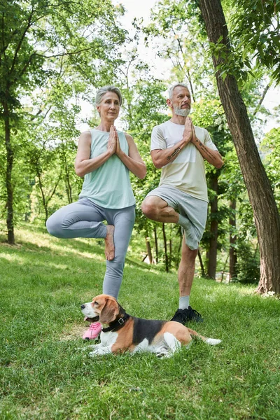 Paar macht Yoga-Übungen, während es auf einem Bein steht und ernst zur Seite schaut — Stockfoto