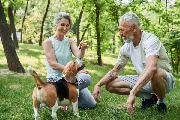 Fröhlicher Senior und seine Frau sitzen mit Hund im Gras am Park — Stockfoto