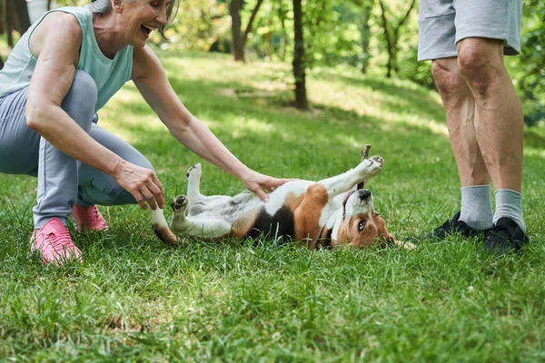 Gefleckter Hund liegt im Gras und verbringt Zeit an der frischen Luft — Stockfoto