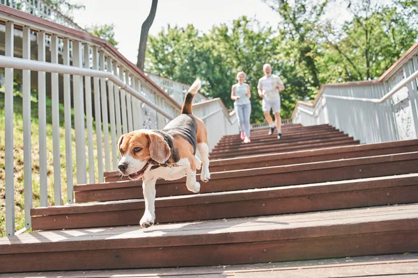 Beagle-Hund läuft beim morgendlichen Joggen mit Herrchen an der frischen Luft die Treppe hinunter — Stockfoto
