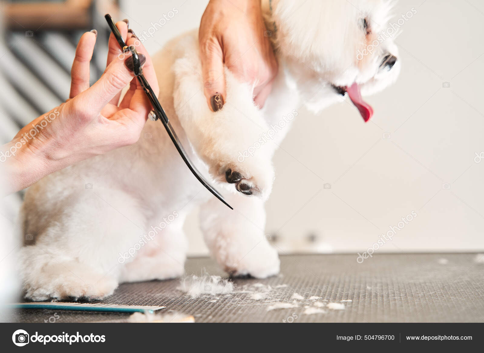 Peluquero femenino usando tijeras para cortar el pelo de los perros: fotografía de stock © #504796700 | Depositphotos