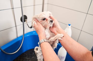 Küçük sevimli beyaz köpek boku banyo yapıyor.