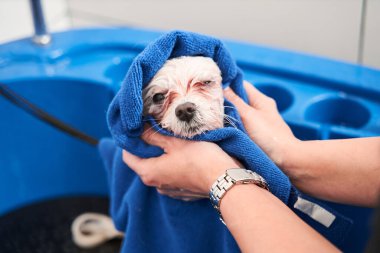 Duştan sonra havluya sarınan maltipoo