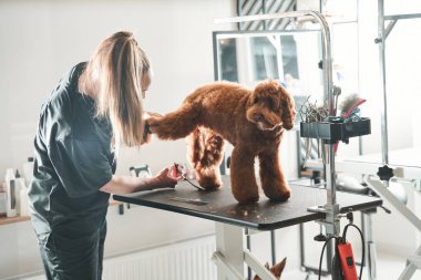 Mutlu köpek labradoru Saç kesmekten korkma