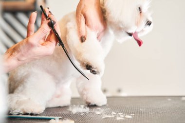 Köpeğin tüylerini kesmek için makas kullanan bir kadın tımarcı.