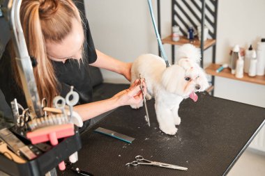 Masada duran beyaz, mutlu bir maltikakayı buduyor.