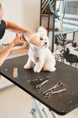 Masada oturan çok komik bir köpek.