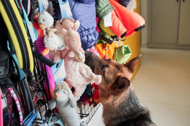 Çoban köpeği oyuncaklarla ilgileniyor.