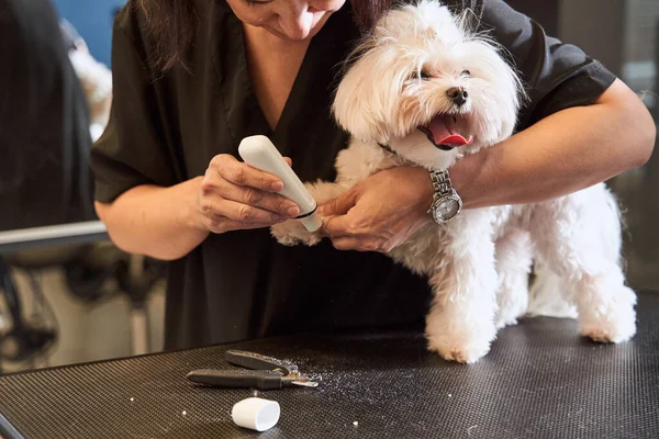 Mulher groomer fazendo corte de cabelo para bonito maltipoo branco — Fotografia de Stock