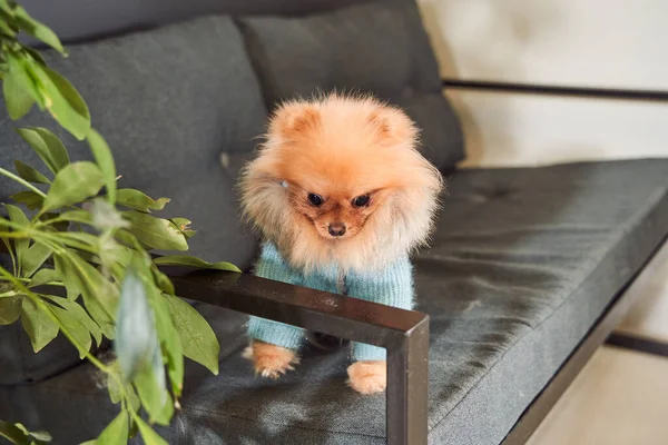 Leuke pomeranian hond zittend op de bank — Stockfoto