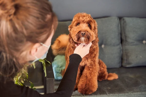 Calma intelligente cane labradoodle seduto su un comodo divano — Foto Stock