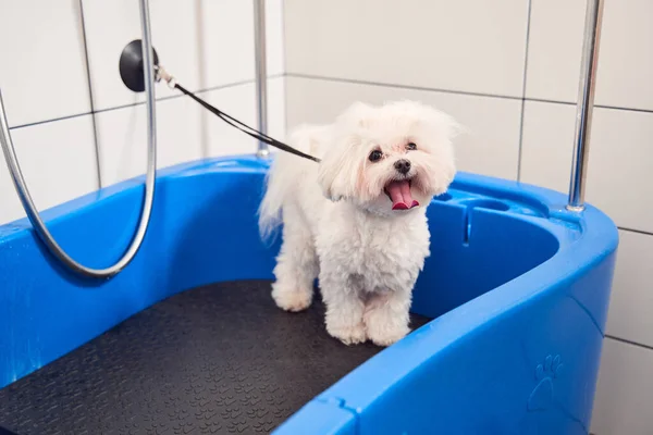 Chien attendant un bain moussant dans le salon de toilettage — Photo