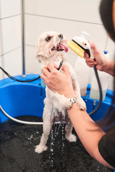 Adorable chien de pure race maltipoo blanc prenant un bain — Photo