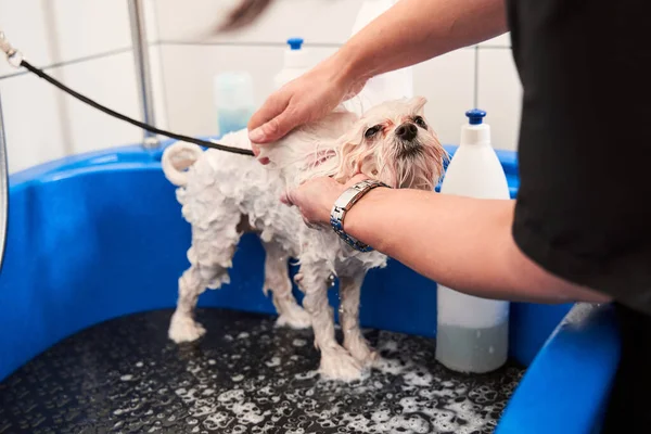 Femme toiletteuse soigneusement poignée avec chien animal domestique — Photo