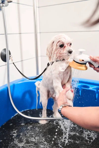 Adorabile cane di razza pura maltipoo bianco che fa il bagno — Foto Stock