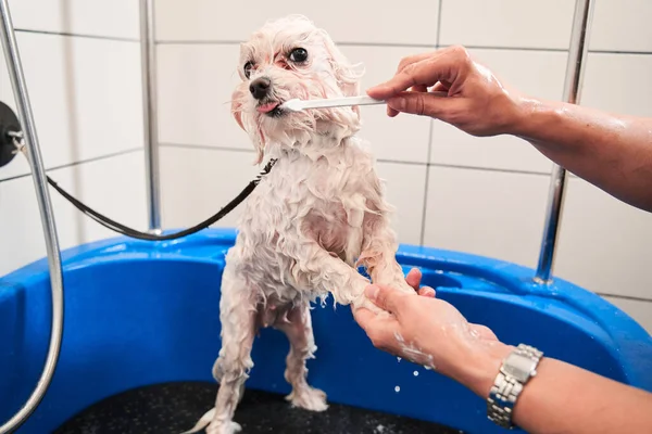 Soins buccodentaires pour animaux importants pour prévenir la perte de dents — Photo