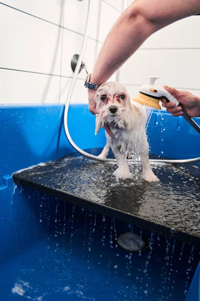 Maltipoo blanc animal de compagnie obtenir douche avant la coupe de cheveux — Photo