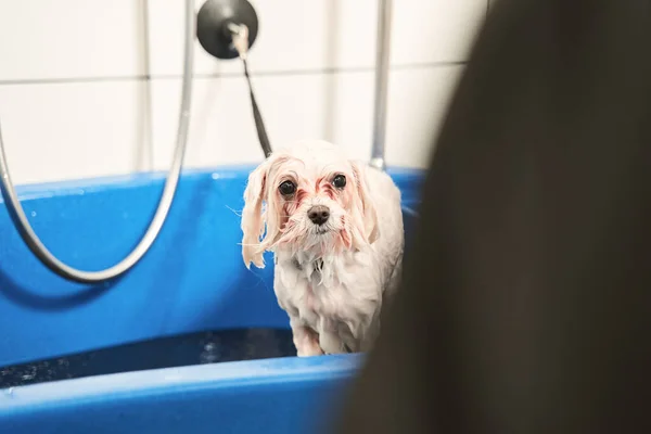 Petit chiot maltipoo s'habituer à de telles procédures — Photo