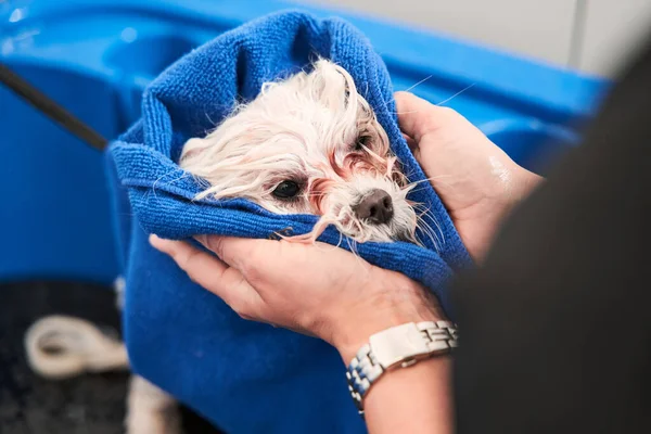 Groomer sèche la laine des chiens à l'aide de serviette après la douche — Photo