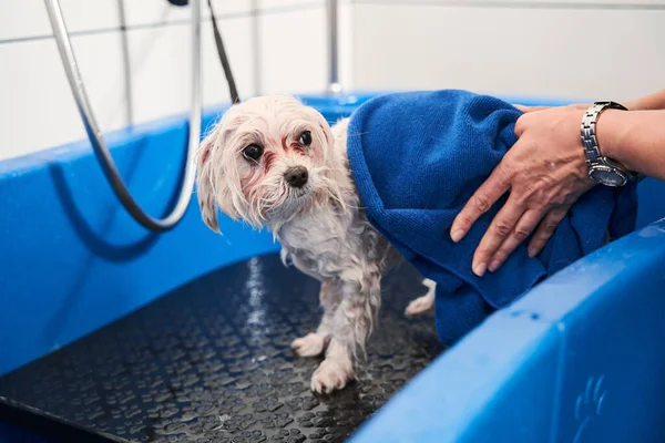 Procédures de beauté et de soins pour chiens — Photo