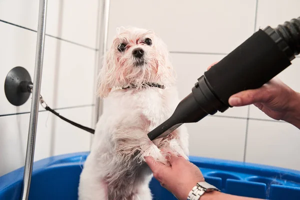 Bonito pequeno maltipoo animal de estimação calmamente passando pelo corte de cabelo — Fotografia de Stock