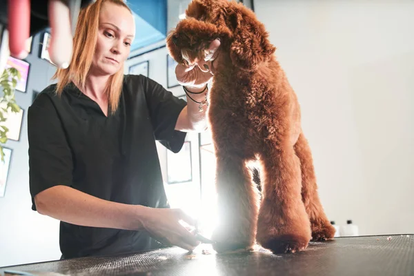 Groomer professionista ama il suo lavoro collegato con gli animali domestici — Foto Stock