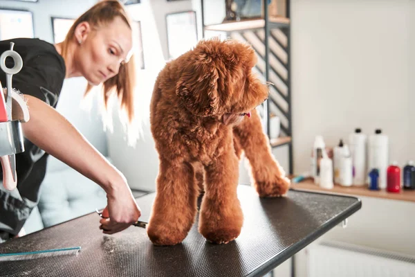 Profissional preparando um labradoodle de cão de damasco no salão de cabeleireiro — Fotografia de Stock