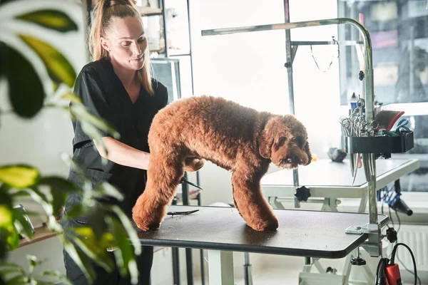 Jeune femme toiletteuse coiffeuse couper les cheveux envahis d'animaux de compagnie — Photo