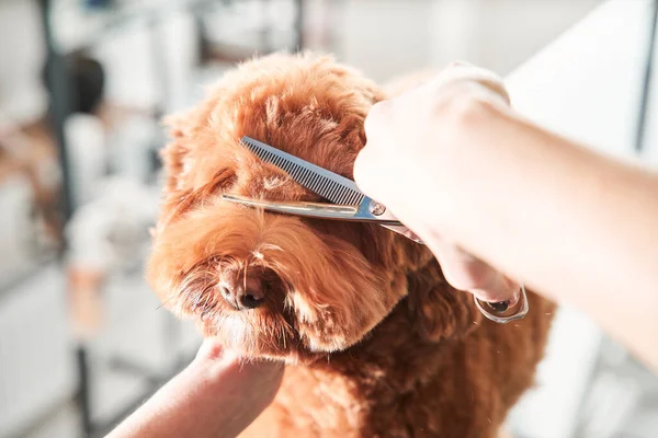 Groomers segurando ferramentas nas mãos perto do focinho — Fotografia de Stock