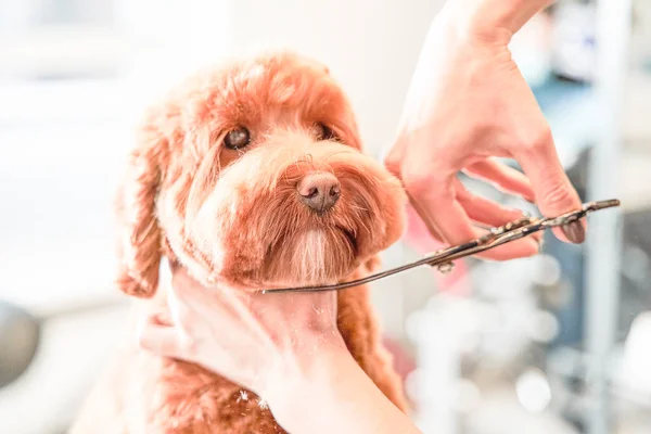 Bella albicocca pet labradoodle tranquillamente passare attraverso il taglio dei capelli — Foto Stock