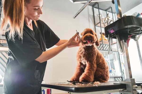 职业美容师热爱与宠物有关的工作 — 图库照片