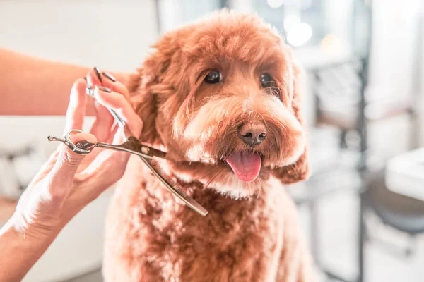 Labradoodle de damasco calmo no procedimento de preparação — Fotografia de Stock