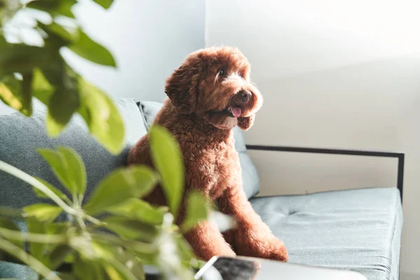 Lindo perro labradoodle sentado en el sofá — Foto de Stock