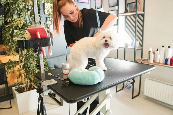 Calmo maltipoo branco no procedimento de preparação — Fotografia de Stock