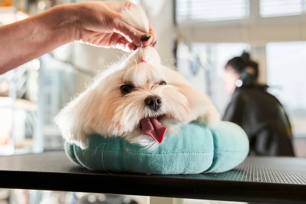 Maltipoo ligt op het kussen terwijl de nieuwe haarspeld wordt gerepareerd — Stockfoto