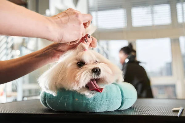 Mignon maltipoo pose à l'oreiller et ayant la coiffure — Photo