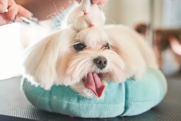 Maltipoo liggend op het kussen met tong uitstekend — Stockfoto