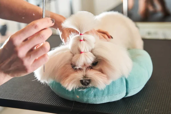 Maltipoo deitado no travesseiro enquanto seu penteado está sendo terminado — Fotografia de Stock