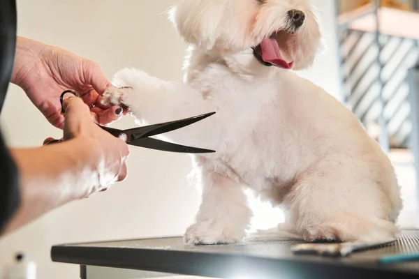 Maltipoo at hair cutting procedure at the grooming salon