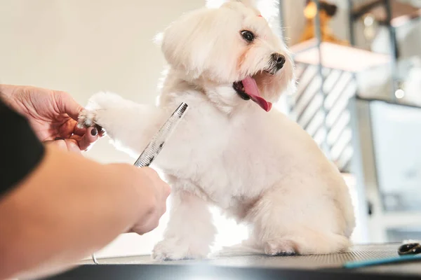 Tesoura de groomer profissional e penteia o cabelo do cão — Fotografia de Stock