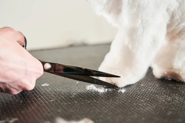 Cuidadoso peluquero de mascotas sosteniendo tijeras y cortando pieles —  Fotos de Stock