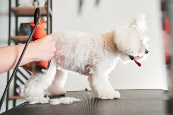 プロのグルーマーは、耳と犬の髪を結合します — ストック写真