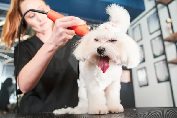 Maltipoo bâille tandis que le toiletteur professionnel cisaille sa laine — Photo