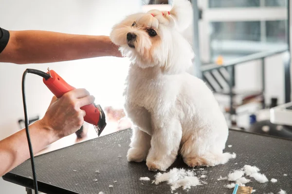 Mooie witte maltipoo huisdier rustig gaan door het haar knippen — Stockfoto