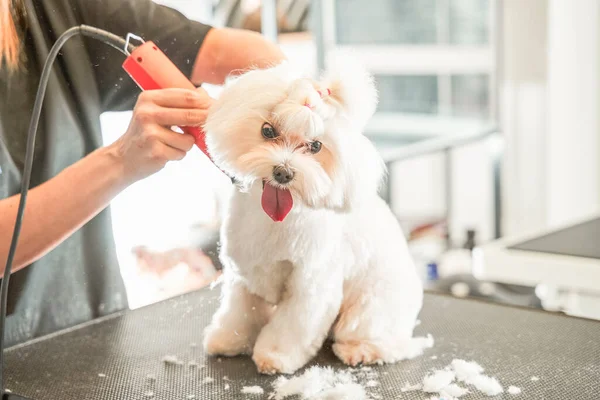 Toilettage professionnel sur maltipoo chien blanc dans le salon de coiffure — Photo
