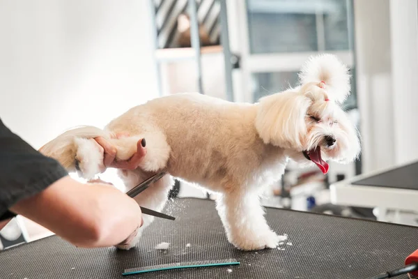 Blanke vrouw verzorgen puppy maltipoo hond — Stockfoto