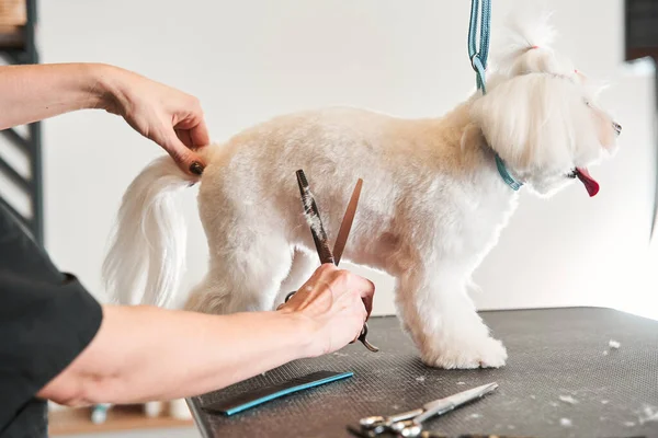 Kleine maltipoo hond die op tafel staat terwijl hij naar de kapper gaat — Stockfoto