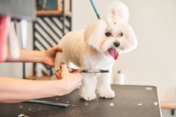 Happy dog maltipoo niet bang voor het haar knippen — Stockfoto