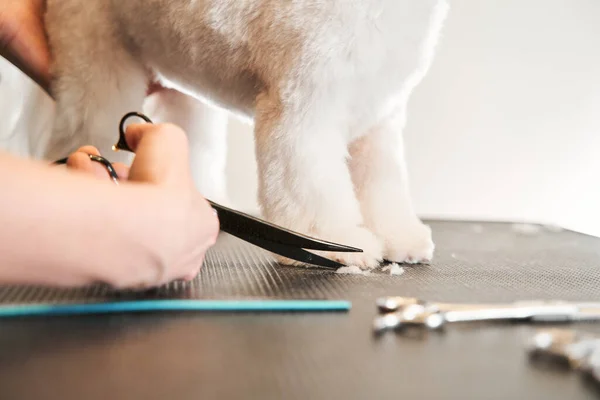 Arrumar um cãozinho em um salão de cabeleireiro para cães — Fotografia de Stock